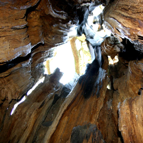 Urwaldwald Sababurg - im Baum
