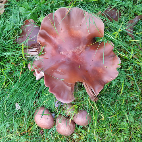 Violeletter Rtelritterling